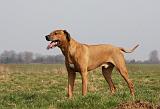 RODESIAN RIDGEBACK 055